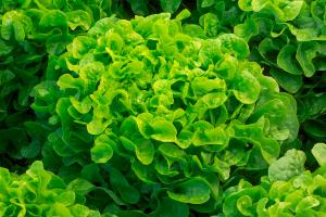 Salade Feuille de chne verte 