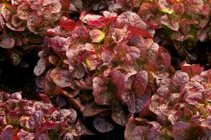 Salade Feuille de chne rouge 