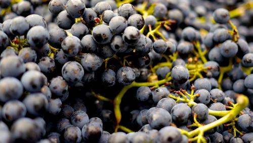 Raisin muscat 