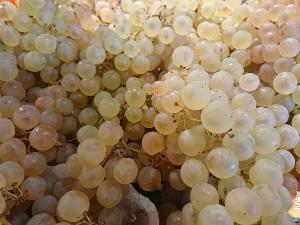 Raisin Chasselas de Moissac